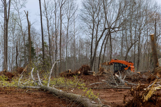 Trusted Rocky Top, TN Tree Care Experts